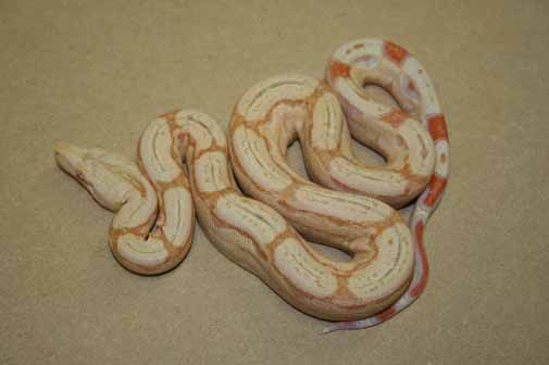 Boa Constrictors